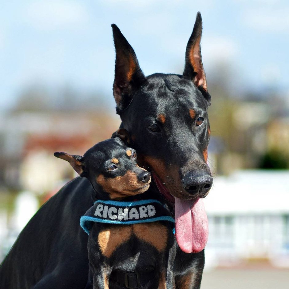 Доберман пинчер Цвергпинчер
