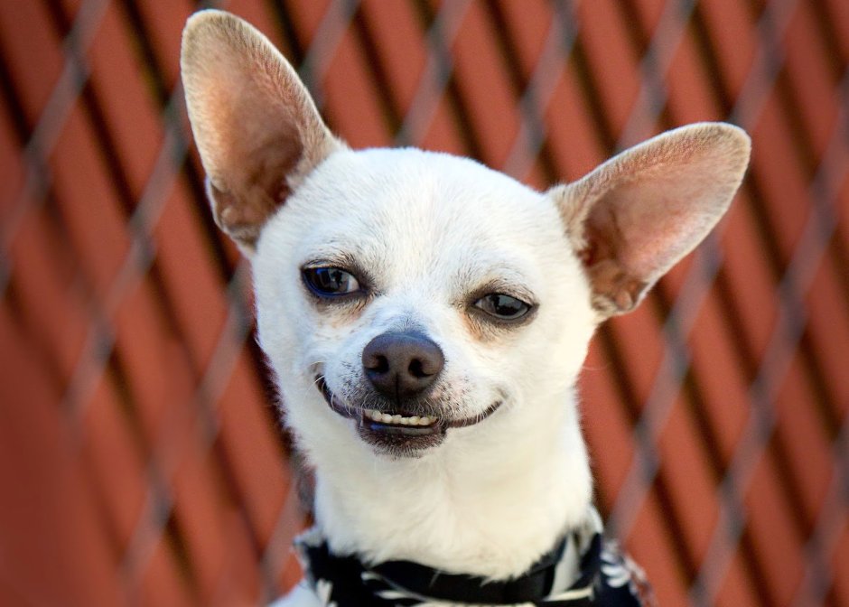 Чихуа чихуа улыбается