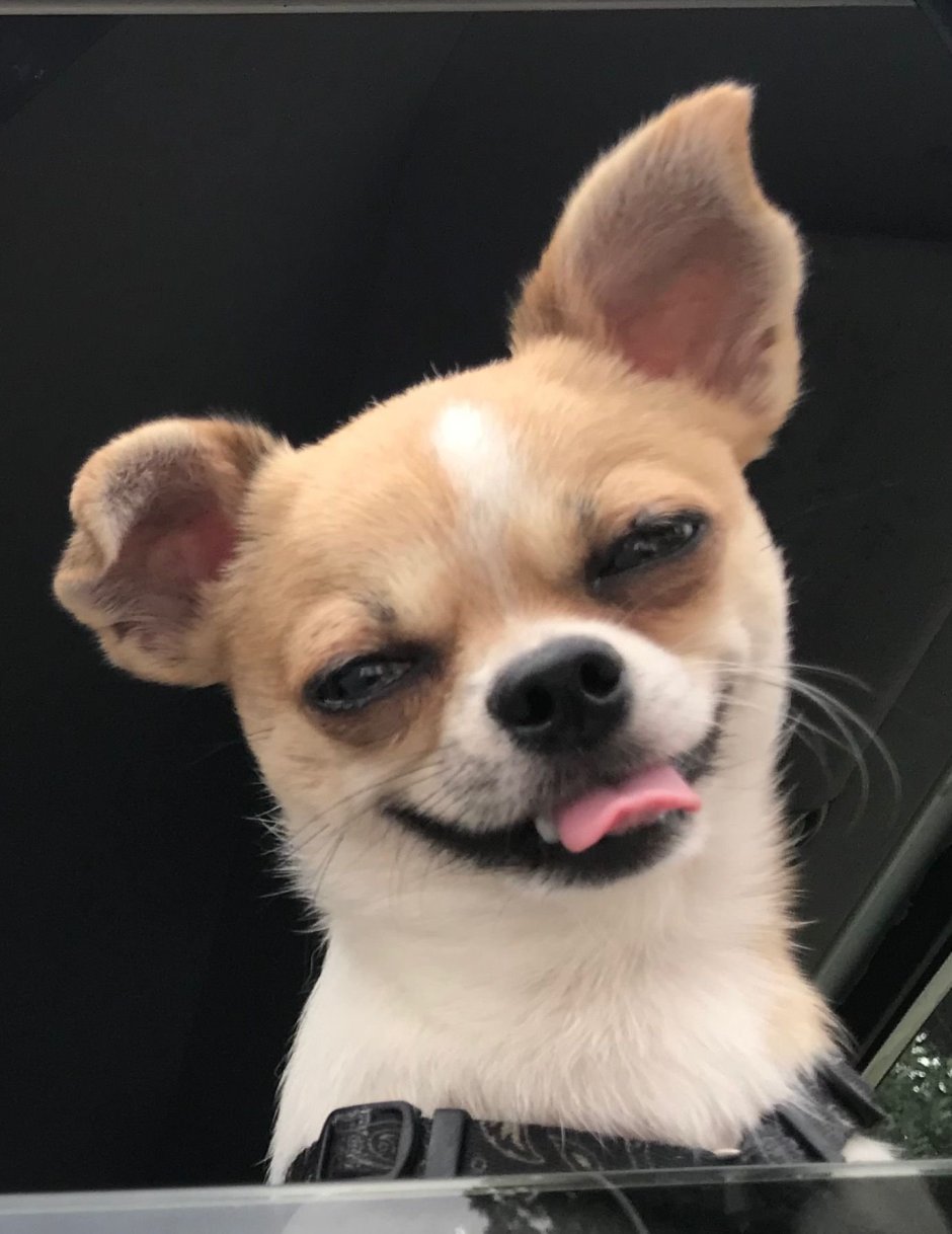 Чихуахуа Бэмби