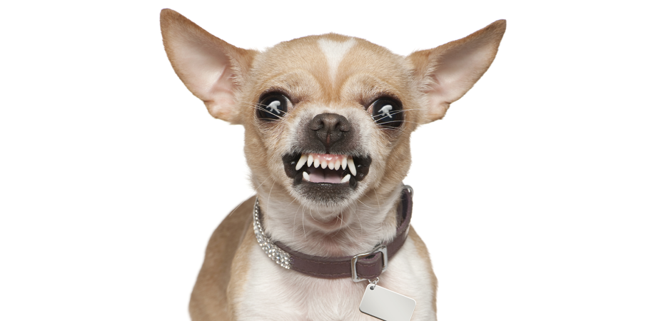 Чихуахуа долгожитель