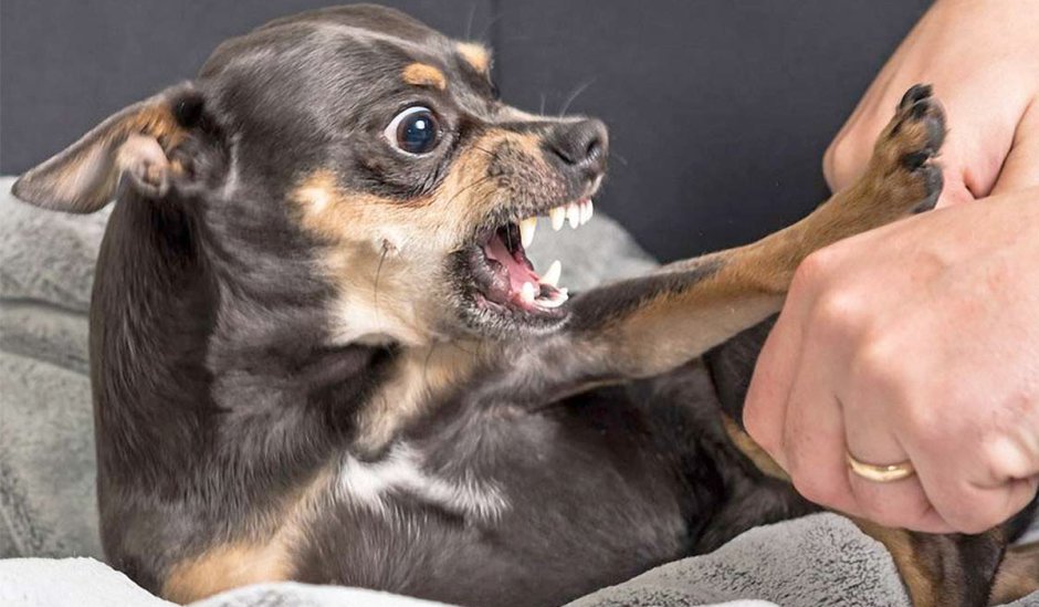 Маленькая злая собака