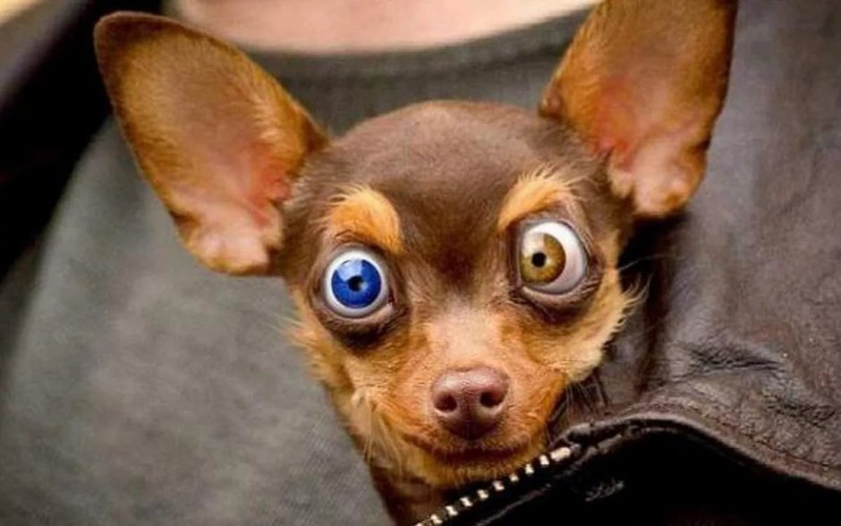 Сударь вы упорот