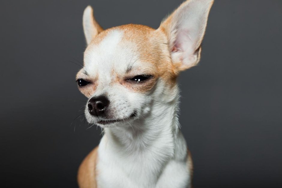 Чихуахуа щурится