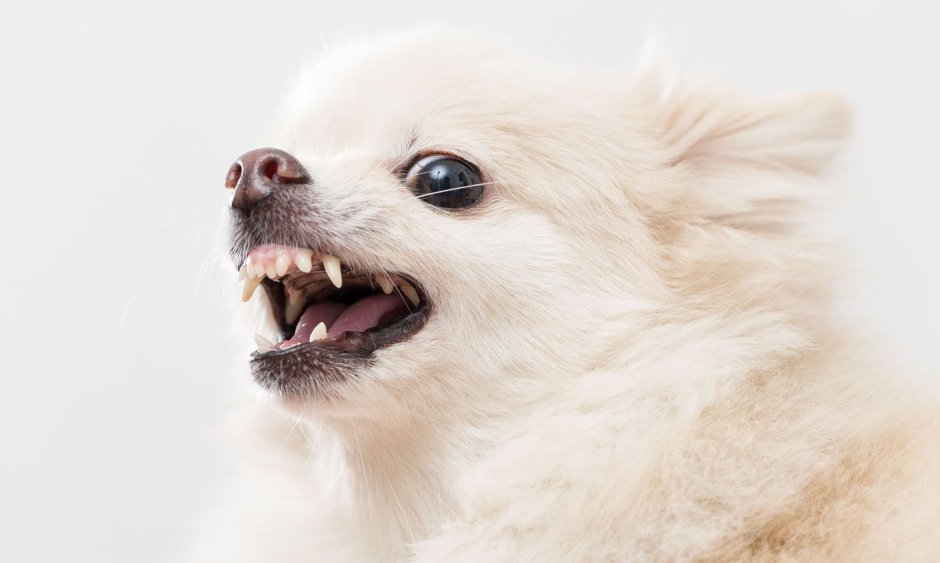 Маленькая белая злая собака