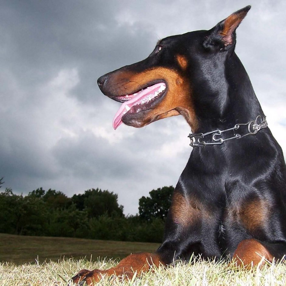 Доберман пинчер злой