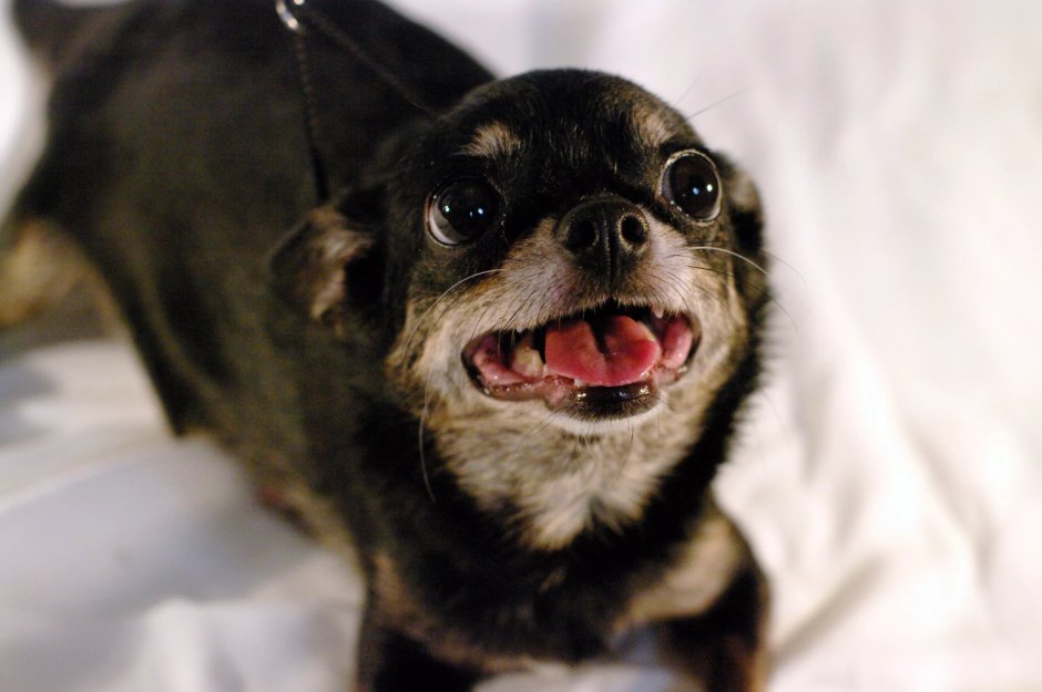 Чихуахуа мини злая