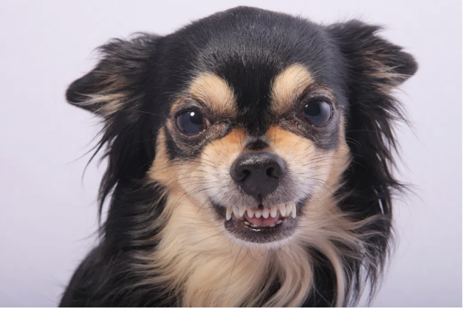 Чихуа Хуа волосатая