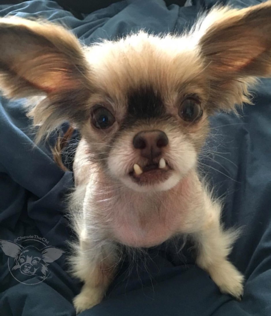 Чихуахуа страшненький