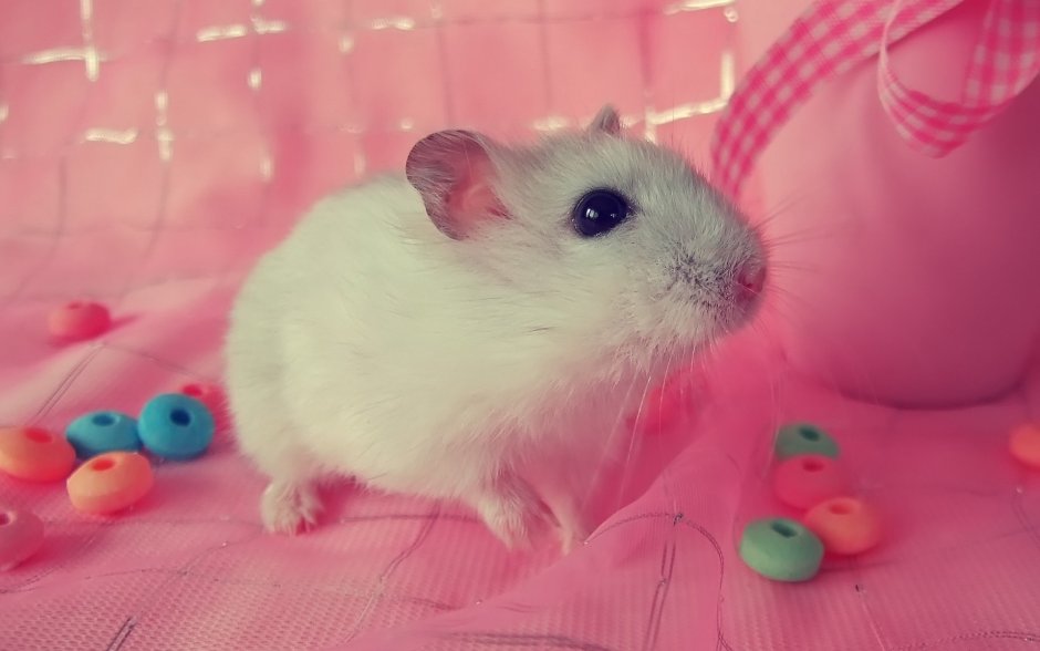 Джунгарский розовый хомячок