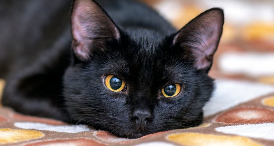 Бомбейская кошка