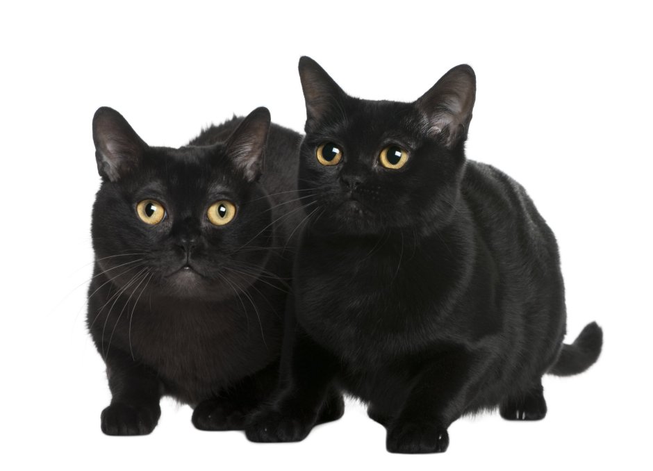 Бомбейская кошка злая