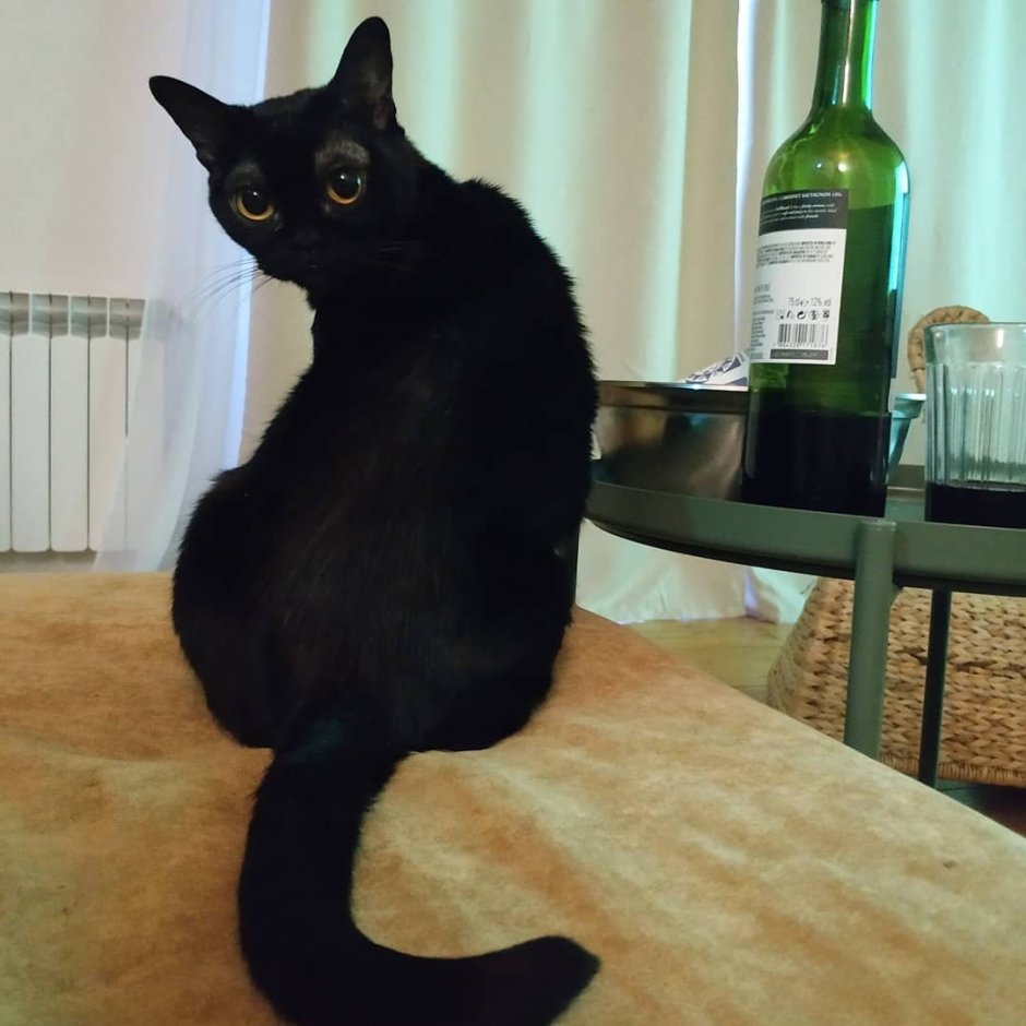 Бомбейский сиамский кот