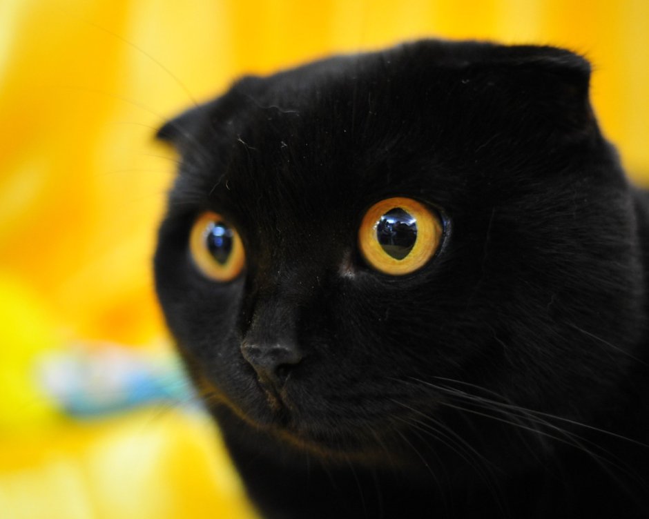 Бомбейская кошка котенок