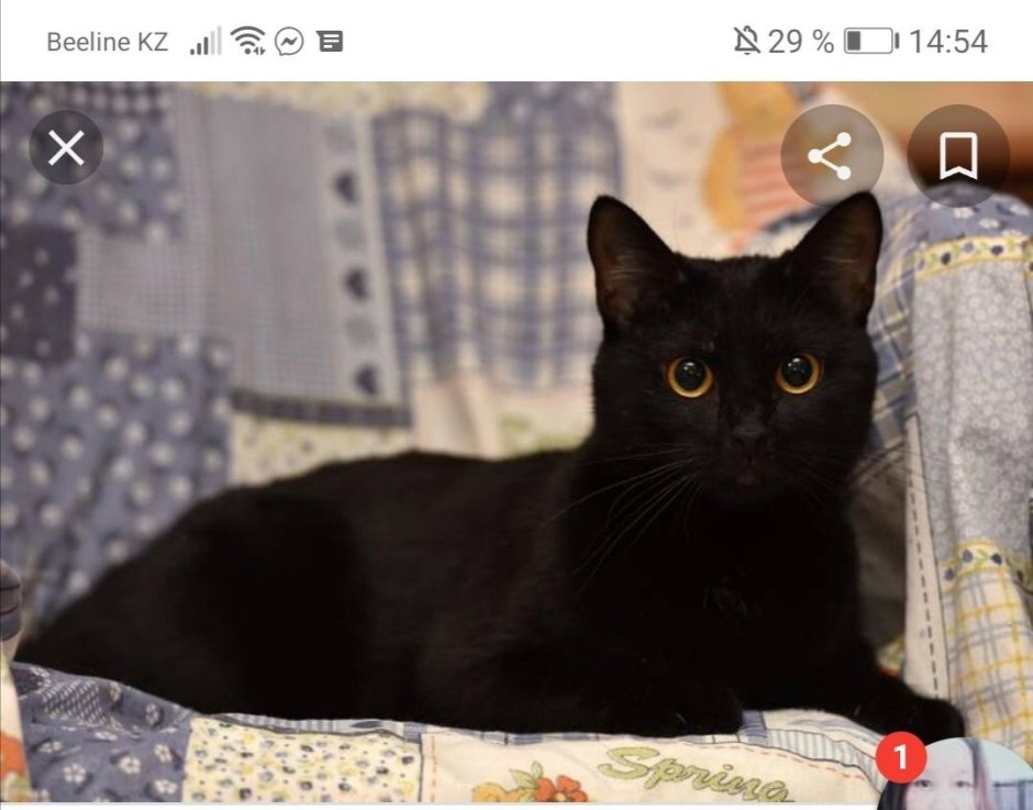 Маленький черный котенок