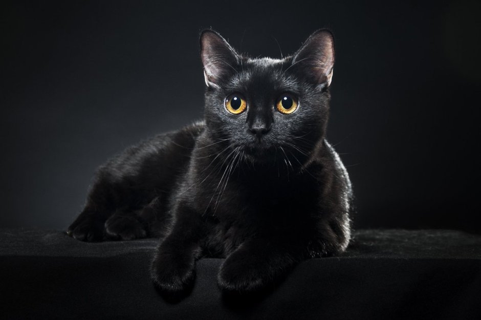 Бомбейская кошка
