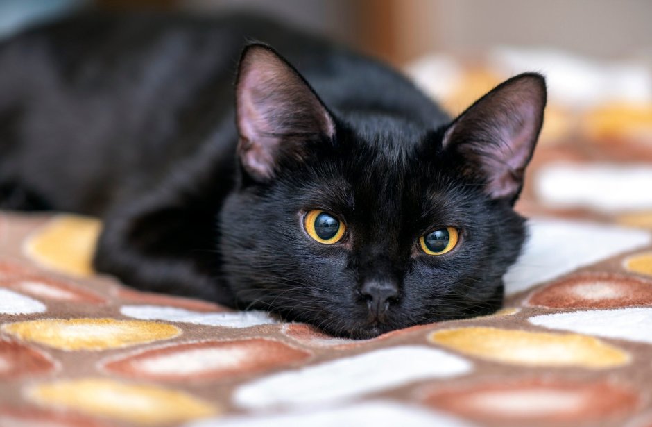 Бомбейская кошка