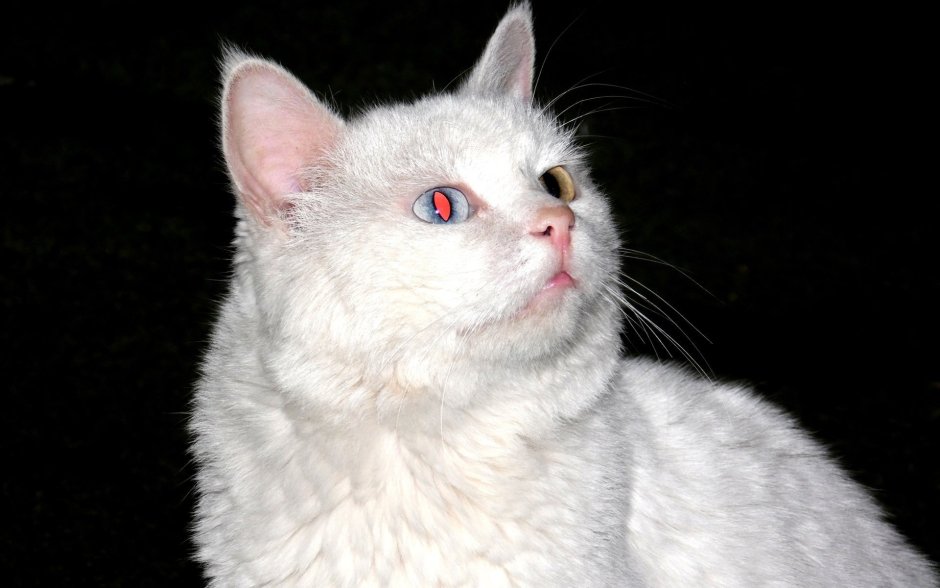 Сибирская кошка альбинос