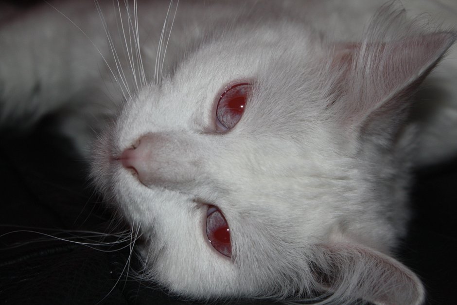 Кошка альбинос с красными глазами