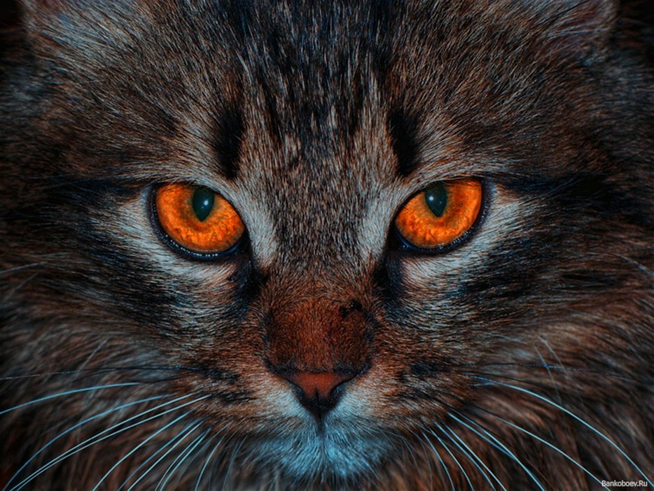 Янтарные глаза у кошки