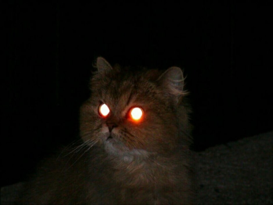 Коты с горящими глазами