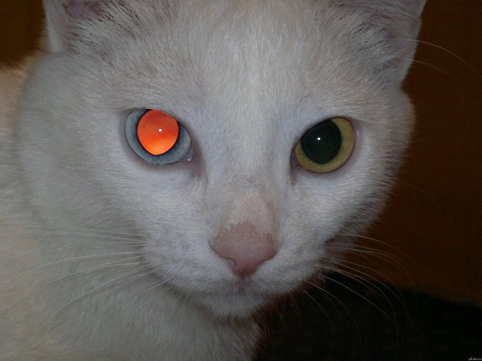 Красные глаза у кошки