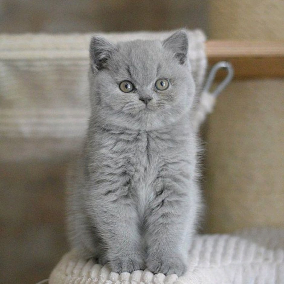 Серый британец котенок