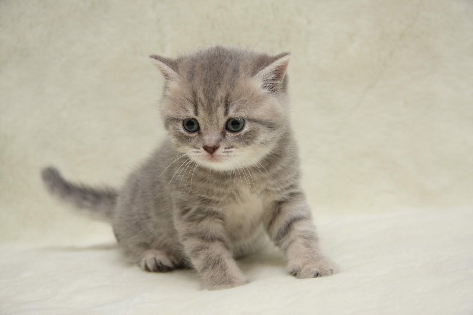 Котенок британец серый маленький