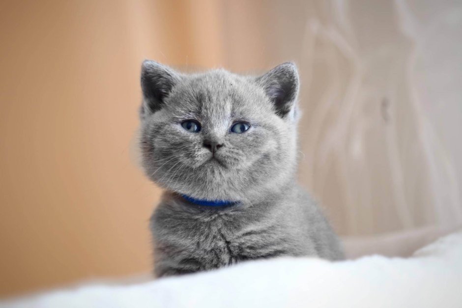 Британская короткошёрстная кошка котята
