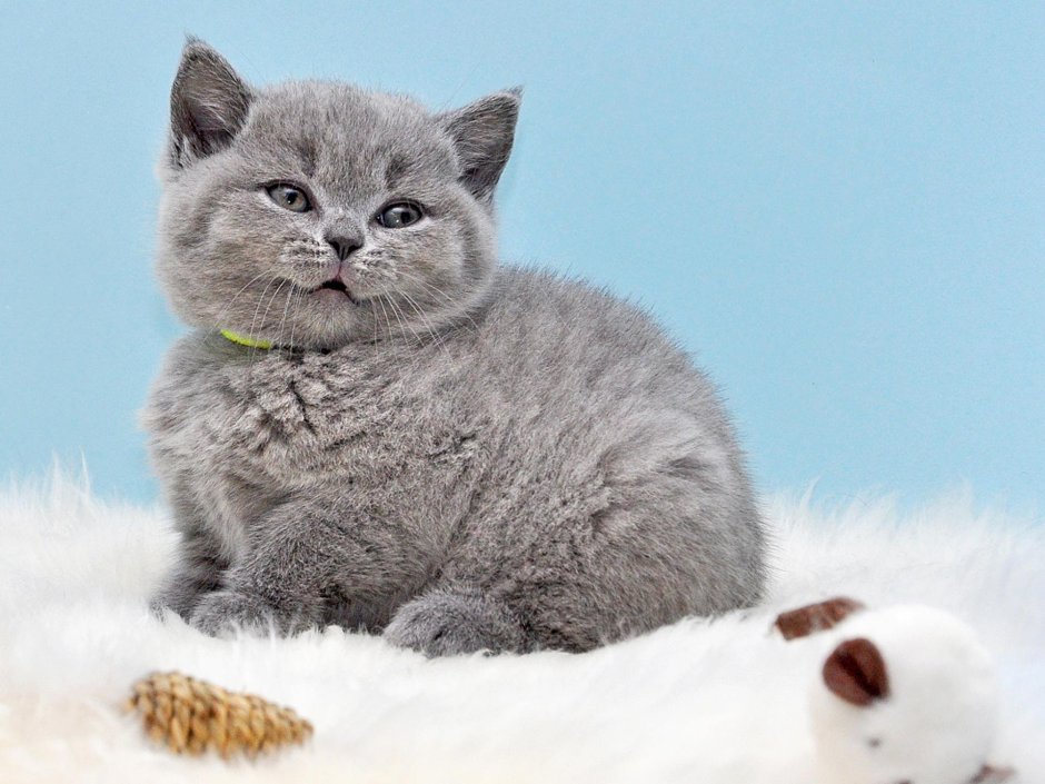 Серый британец котенок