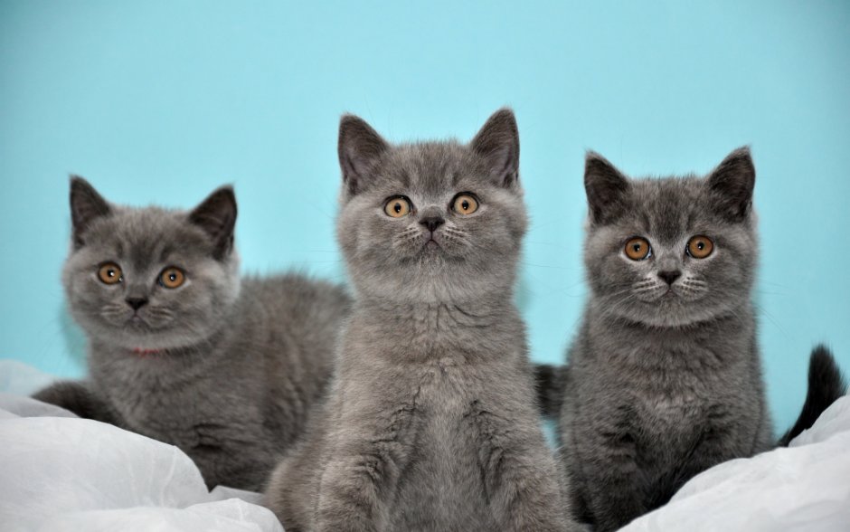 Британские короткошерстные котята