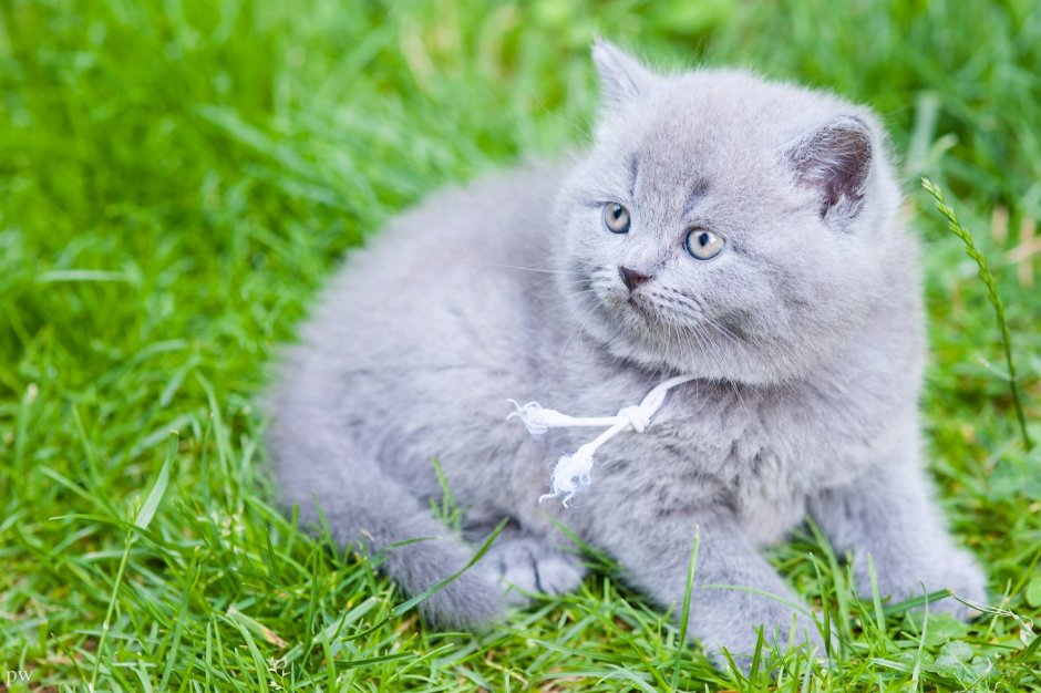 Британская кошка серая котенок