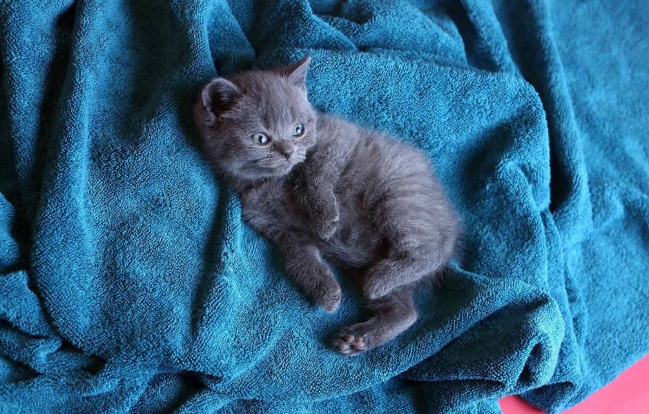 Голубые британские котята 1мес