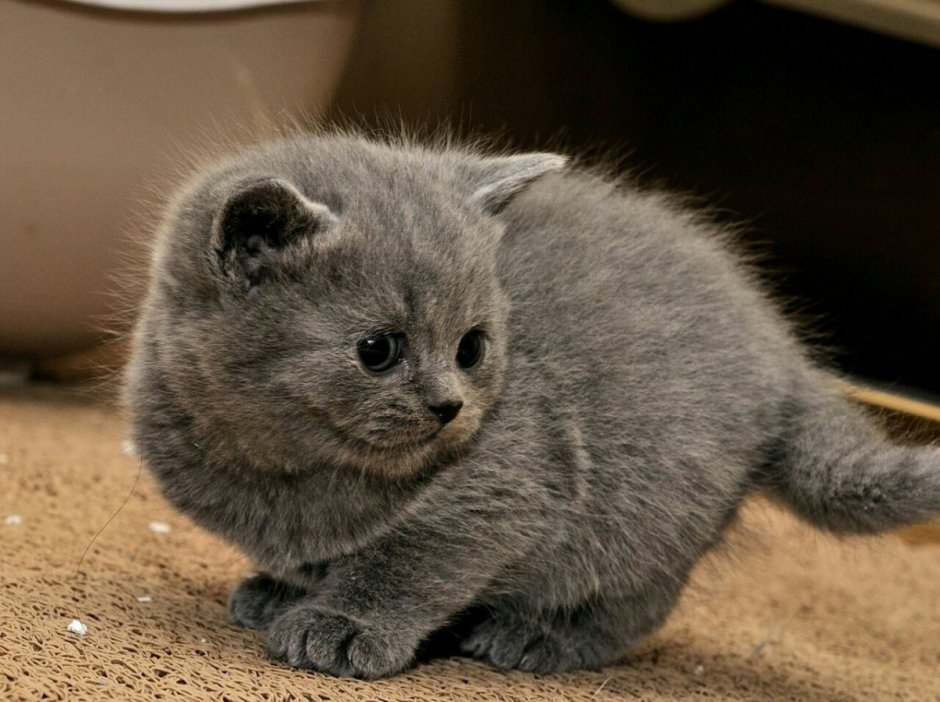 Серый британец котенок