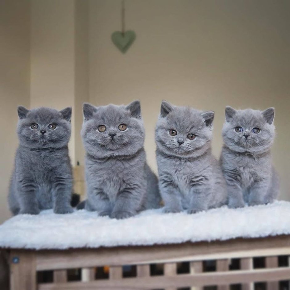 Британские котята смешные