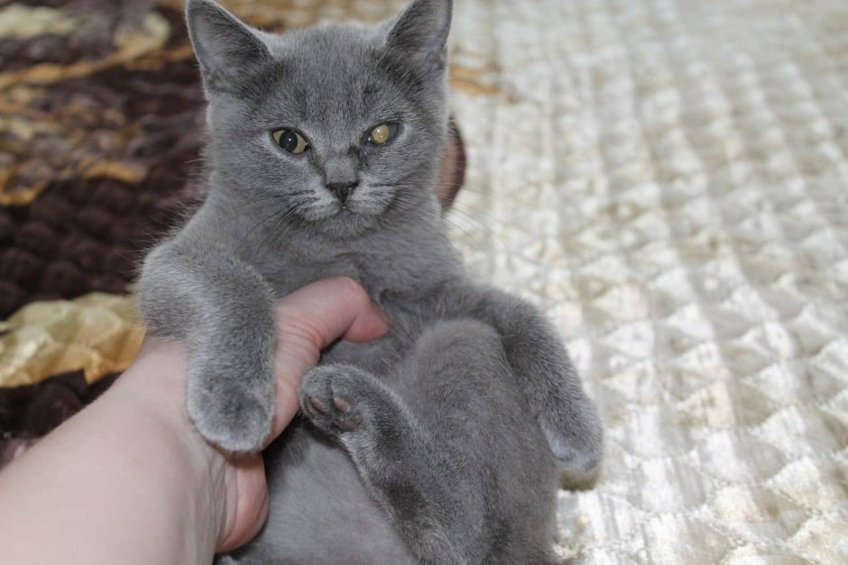 Британские котята девочки