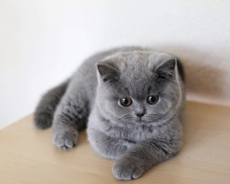 Голубой британец кот вислоухий