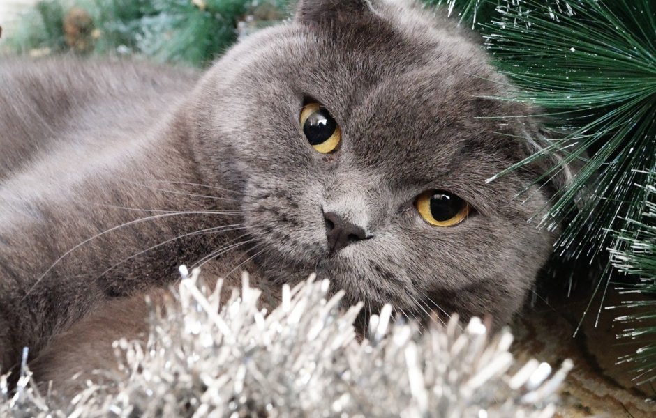 Коты серые британцы вислоухие