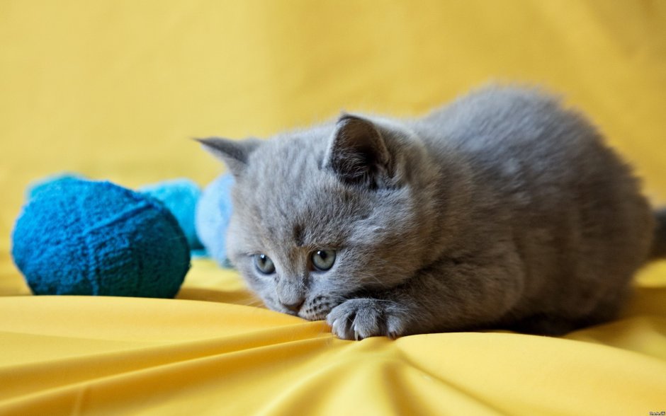 Котята британцы