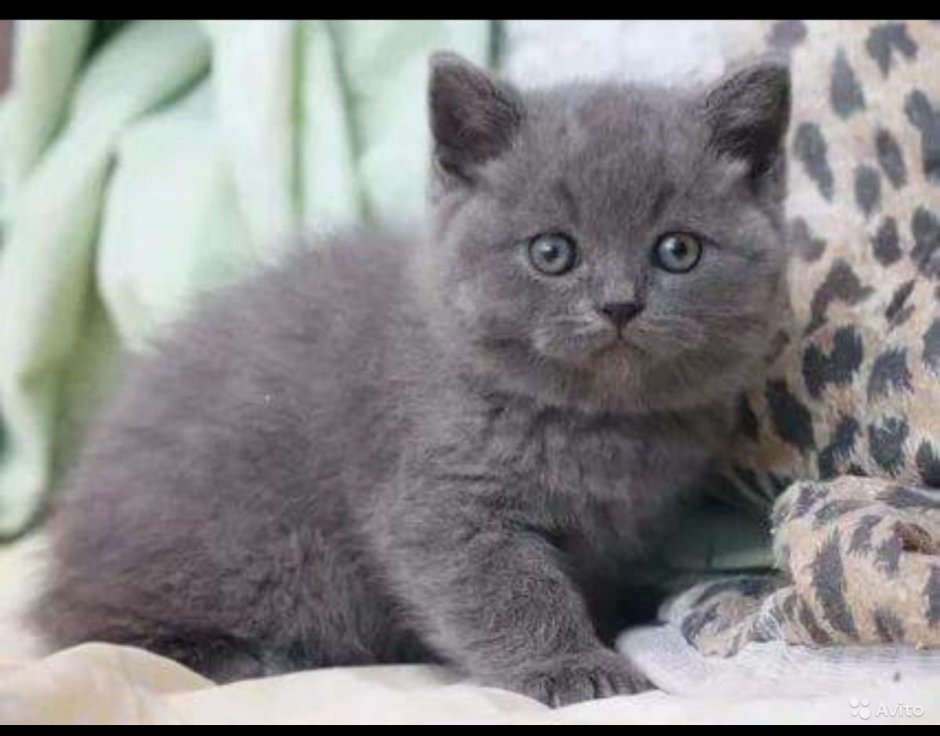 Шотландский котенок прямоухий серый