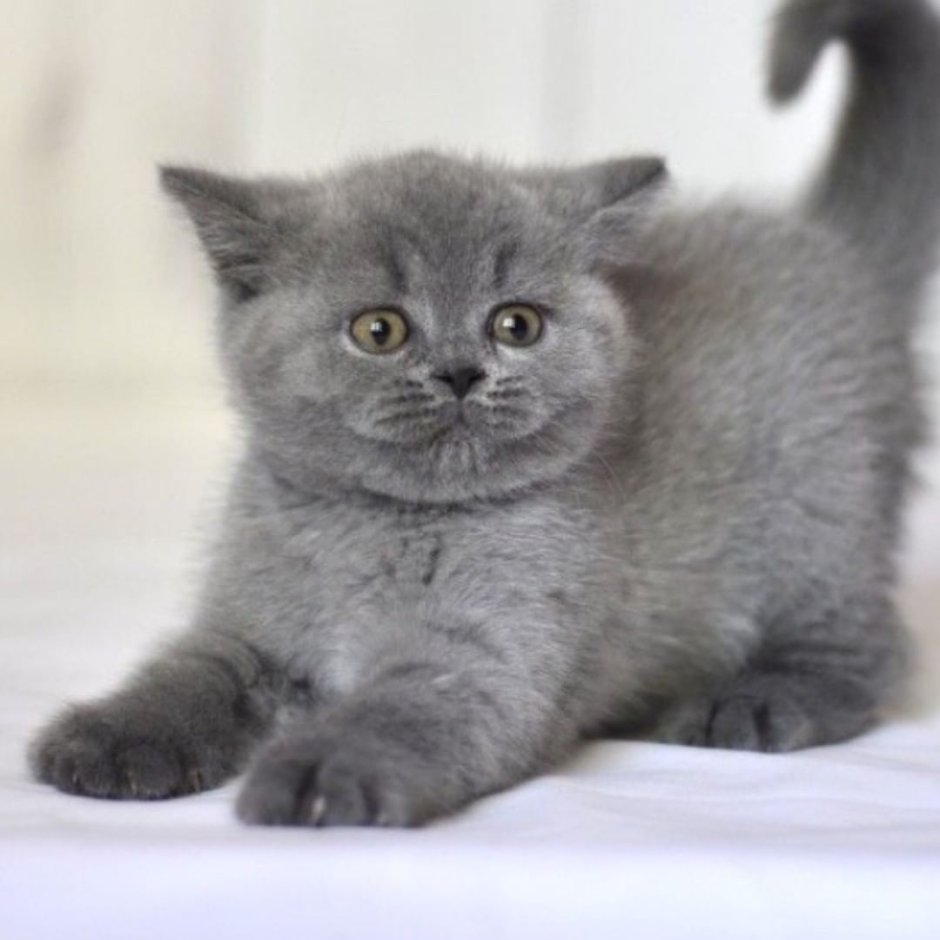 Дымчатый котенок британец