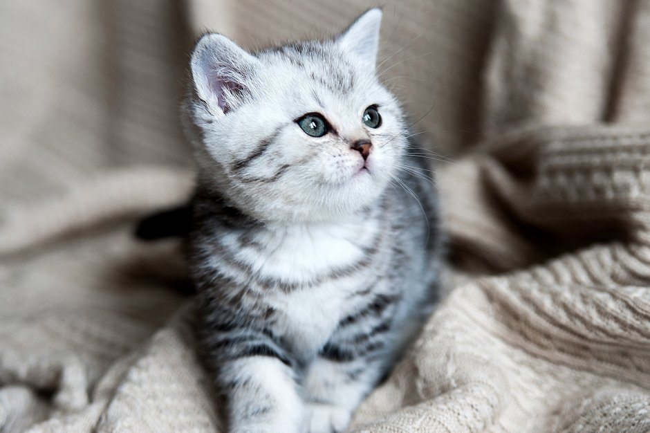 Британские короткошерстные котята