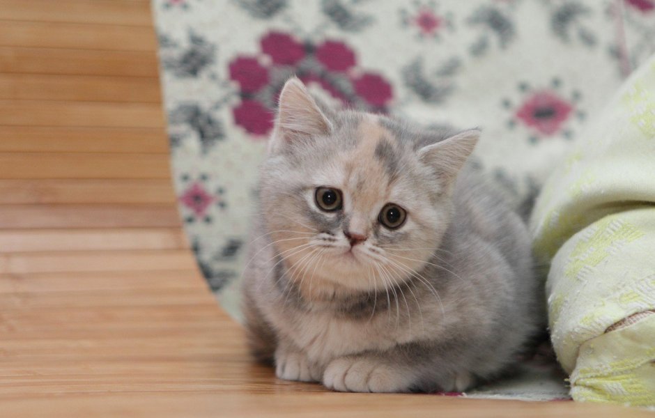 Красивые котята британцы