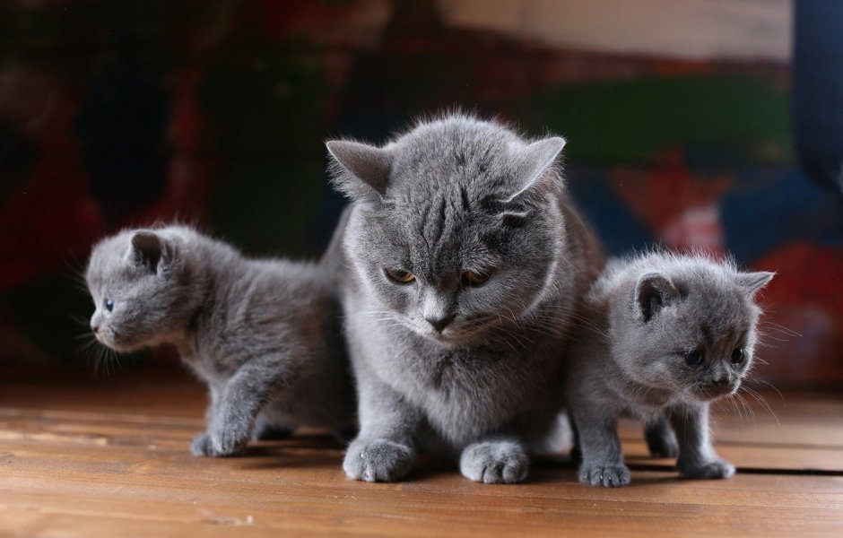 Котята британцы