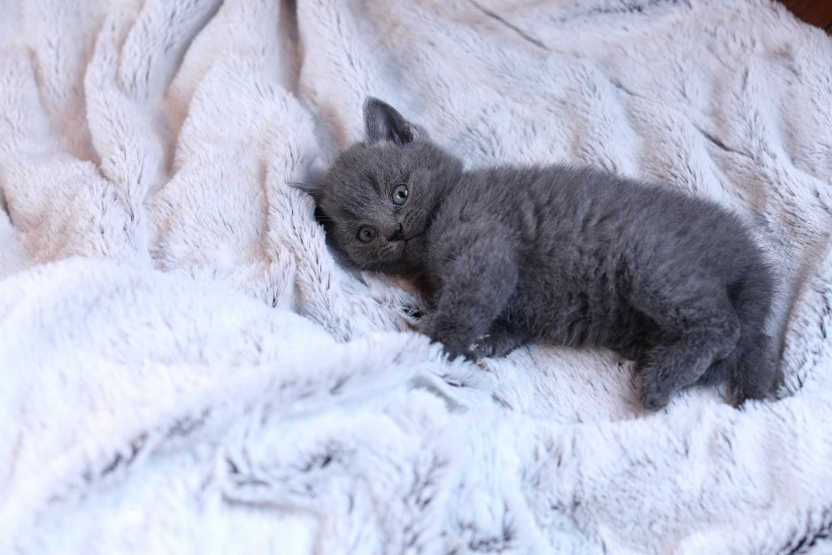 Британские котята светло серые