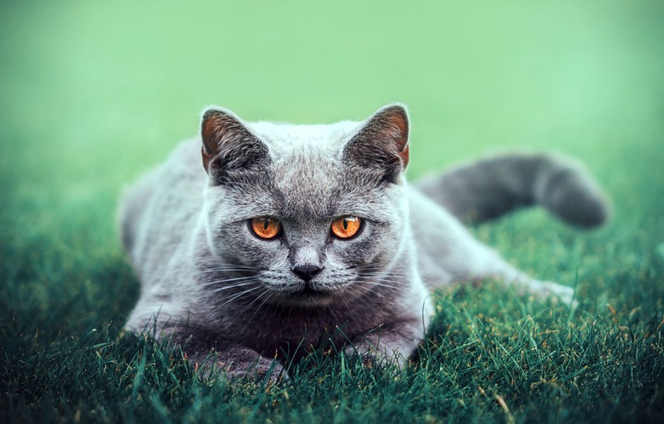 Британская кошка