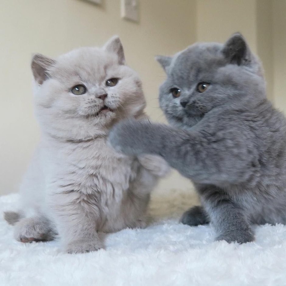 Британец короткошерстный котенок