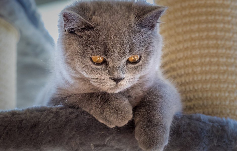 Британская короткошёрстная кошка котята