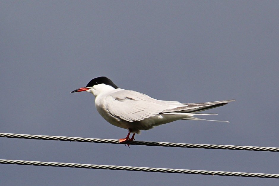 Tyrannus forficatus