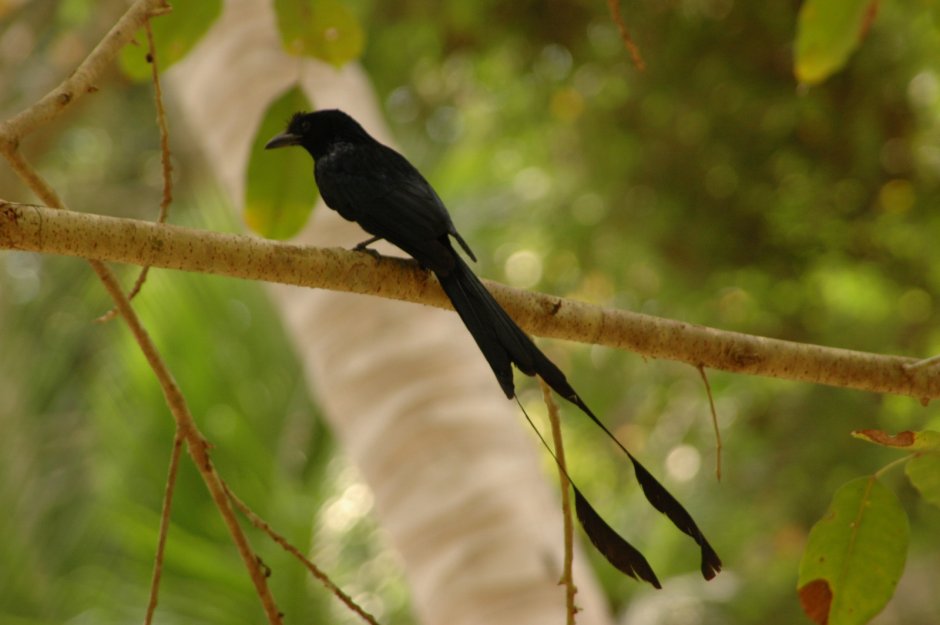 Dicrurus paradiseus