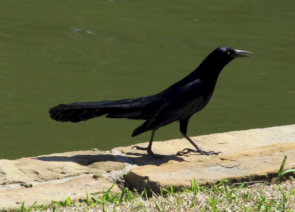 Redwing Blackbird